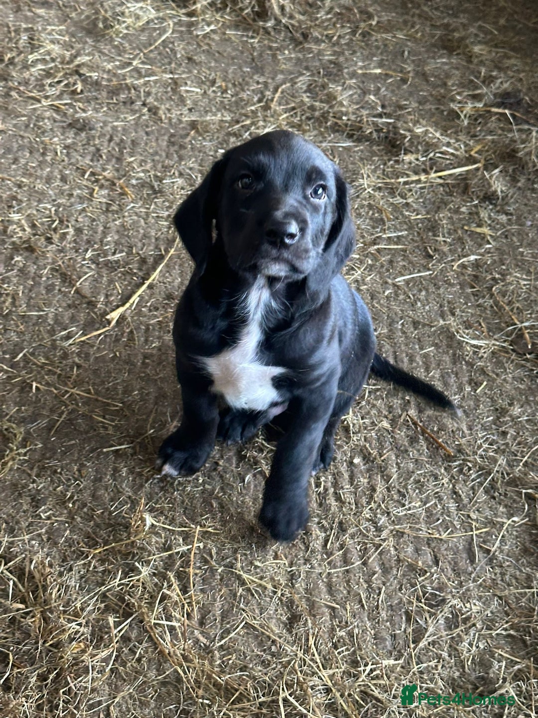 Mixed Breed dogs for sale: huntaway x springer spaniel pup - Image 3