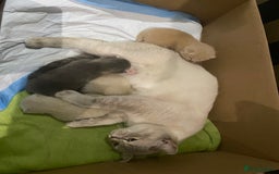 British Shorthair cats for sale: Gorgeous British shorthair kittens - Image 22