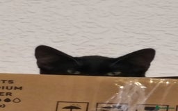 Domestic Shorthair cats for sale: Oreo  - Image 2