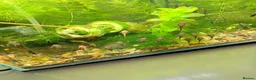 Plecos fish for sale: Bristelnose plecos - Advert 5