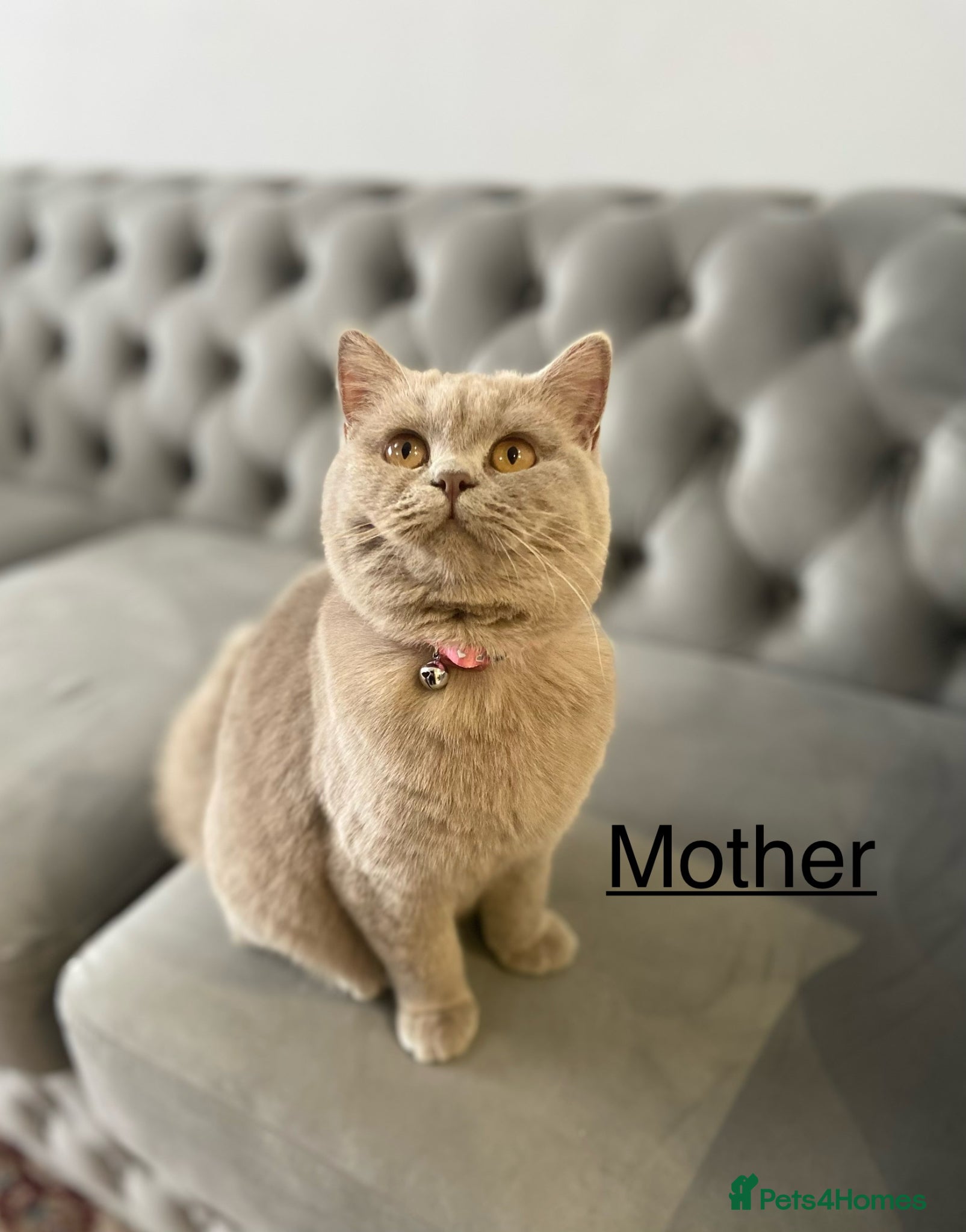 British Shorthair cats BRITISH SHORTHAIR 🩶 LILAC KITTENS - READY SOON  - Advert 1
