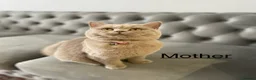 British Shorthair cats for sale: BRITISH SHORTHAIR 🩶 LILAC KITTENS - READY SOON  - Advert 1