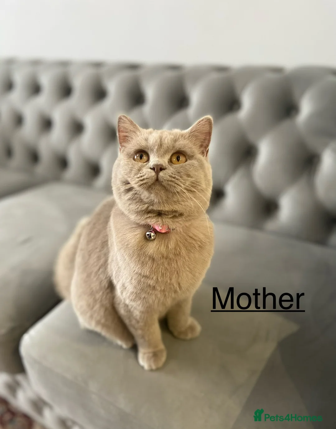 British Shorthair cats for sale: BRITISH SHORTHAIR 🩶 LILAC KITTENS - READY SOON  - Advert 1