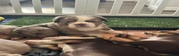 Olde English Bulldogge dogs for sale: Reduced!!✨Olde English Bulldogges ✨  - Advert 19