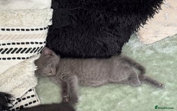 Mixed Breed cats for sale: British short hair kittens  - Image 12