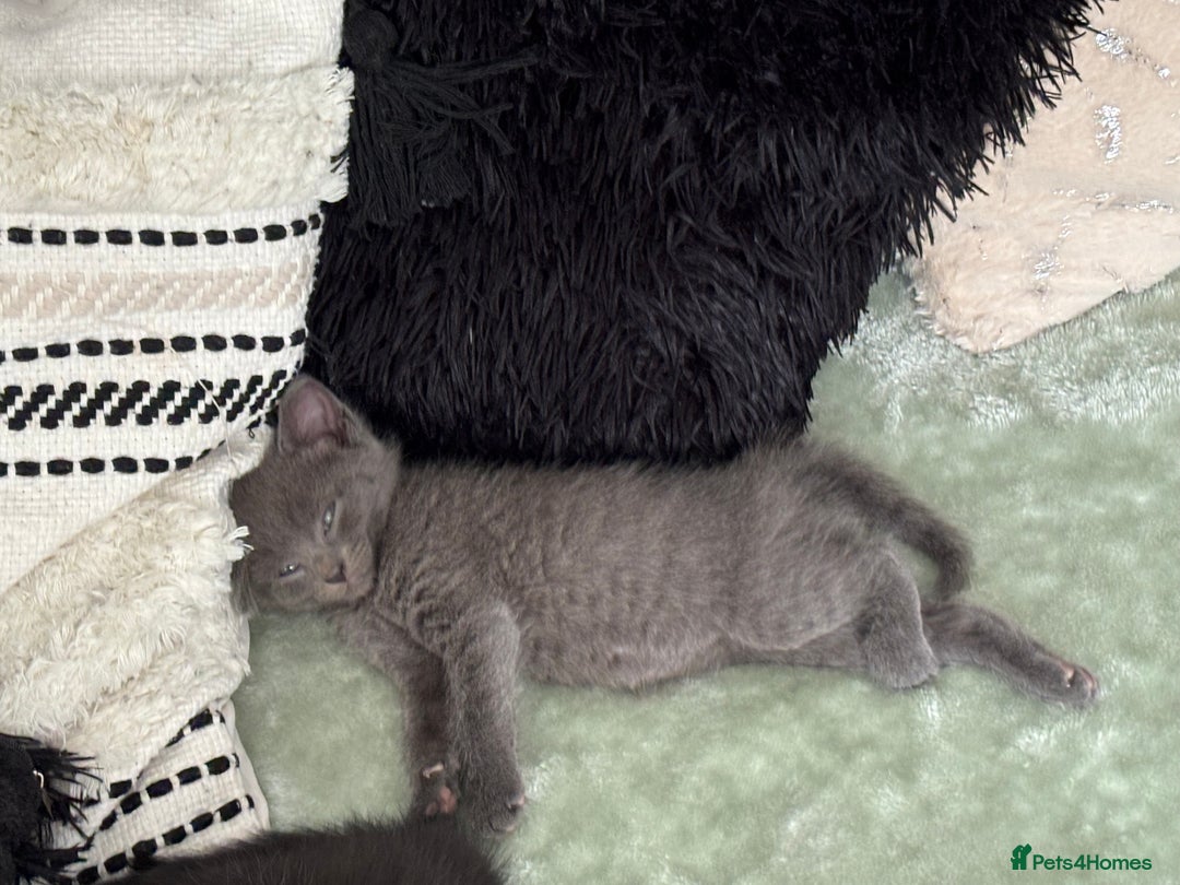 Mixed Breed cats for sale: British short hair kittens  - Image 12