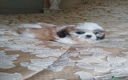 Shih Tzu dogs for sale: Shih tzu puppies boys and girls  - Image 3