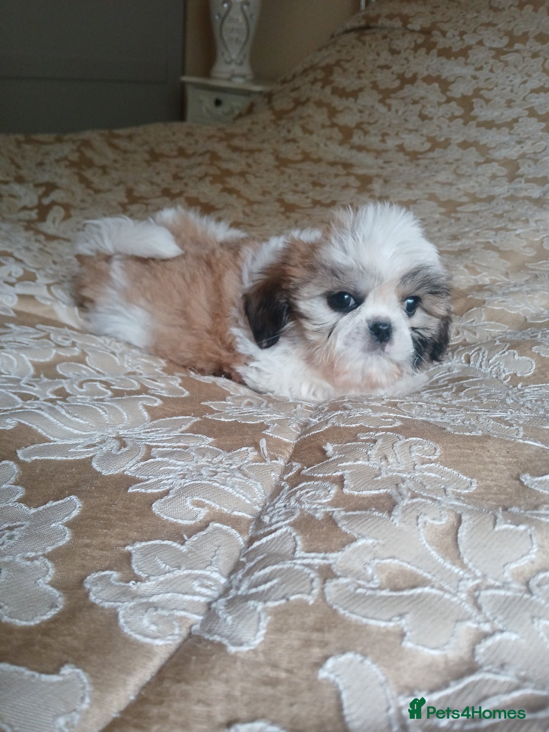 Shih Tzu dogs for sale: Shih tzu puppies boys and girls  - Image 3