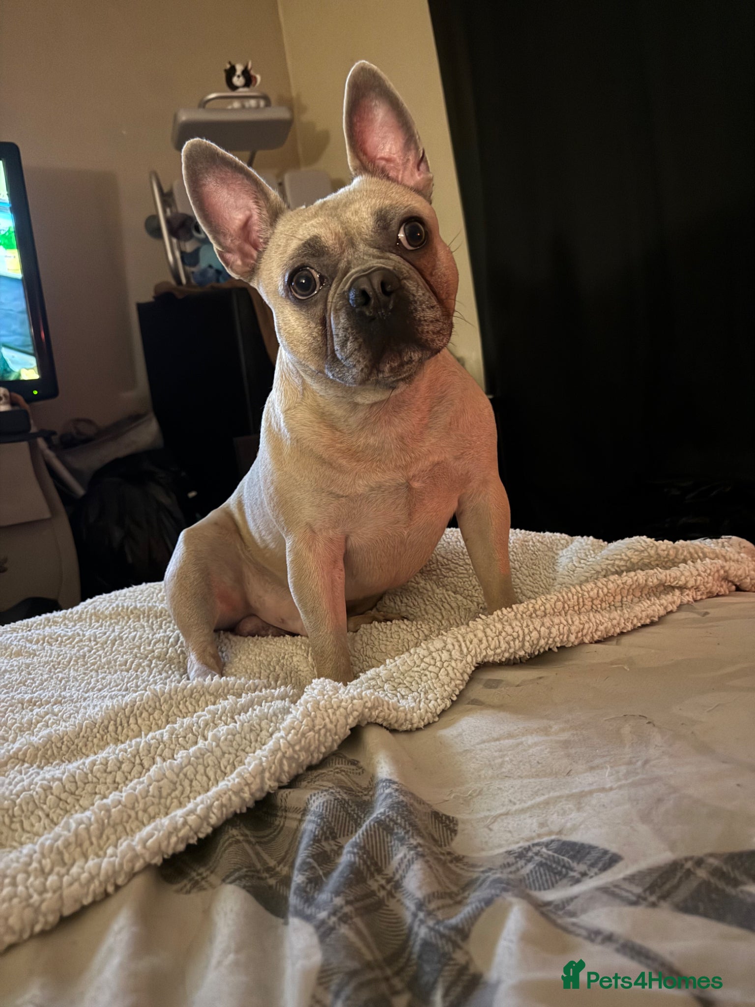 French Bulldog dogs Male French bulldog  - Advert 15