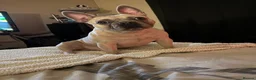 French Bulldog dogs for sale: Male French bulldog  in Blackburn - Advert 4