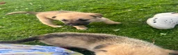 Mixed Breed dogs for sale: 7 beautiful Malkita x puppies with unique colours  - Advert 13