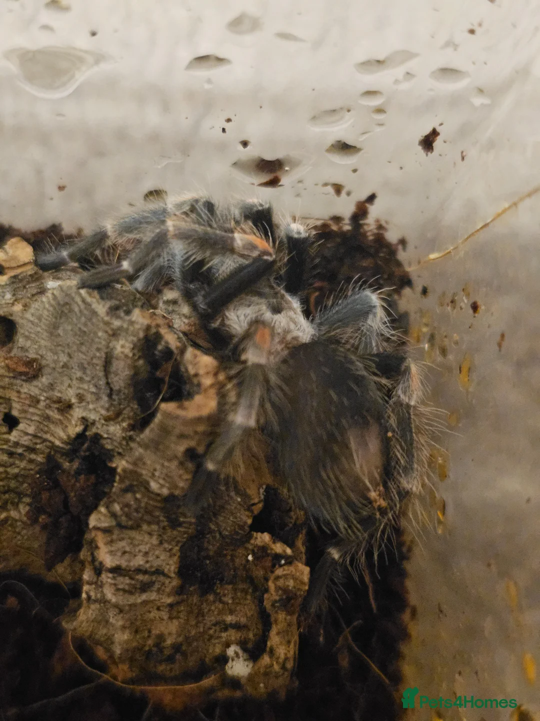 Tarantulas invertebrates for sale: Mexican red knee tarantula in Gillingham - Advert 1