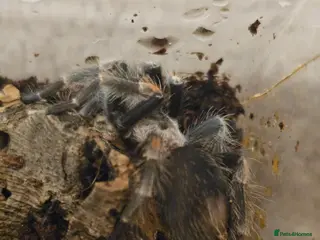 Tarantulas invertebrates Mexican red knee tarantula - Advert 2