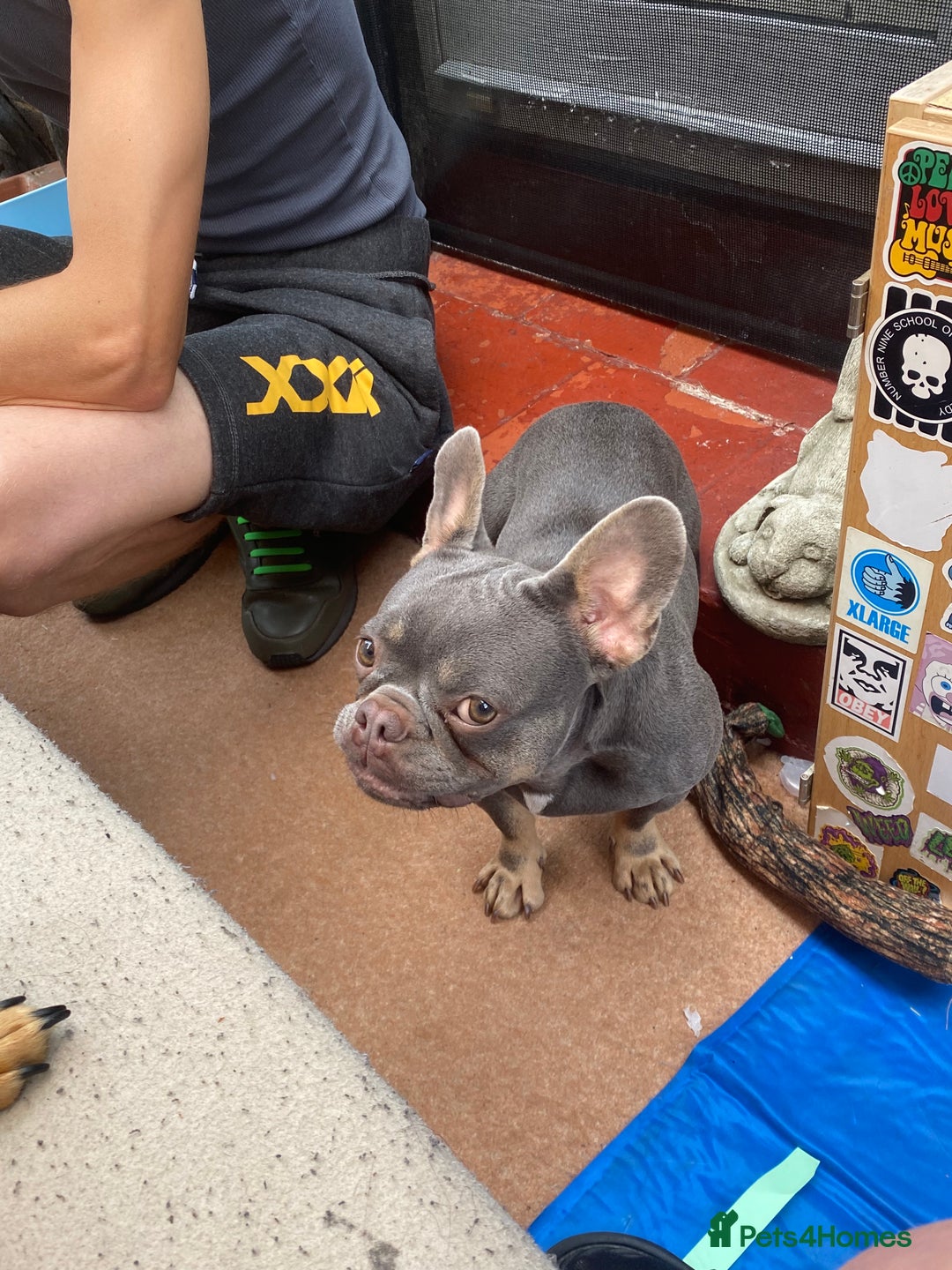 French Bulldog dogs for sale: Our Beautiful blue and tan girl needs rehoming - Advert 3