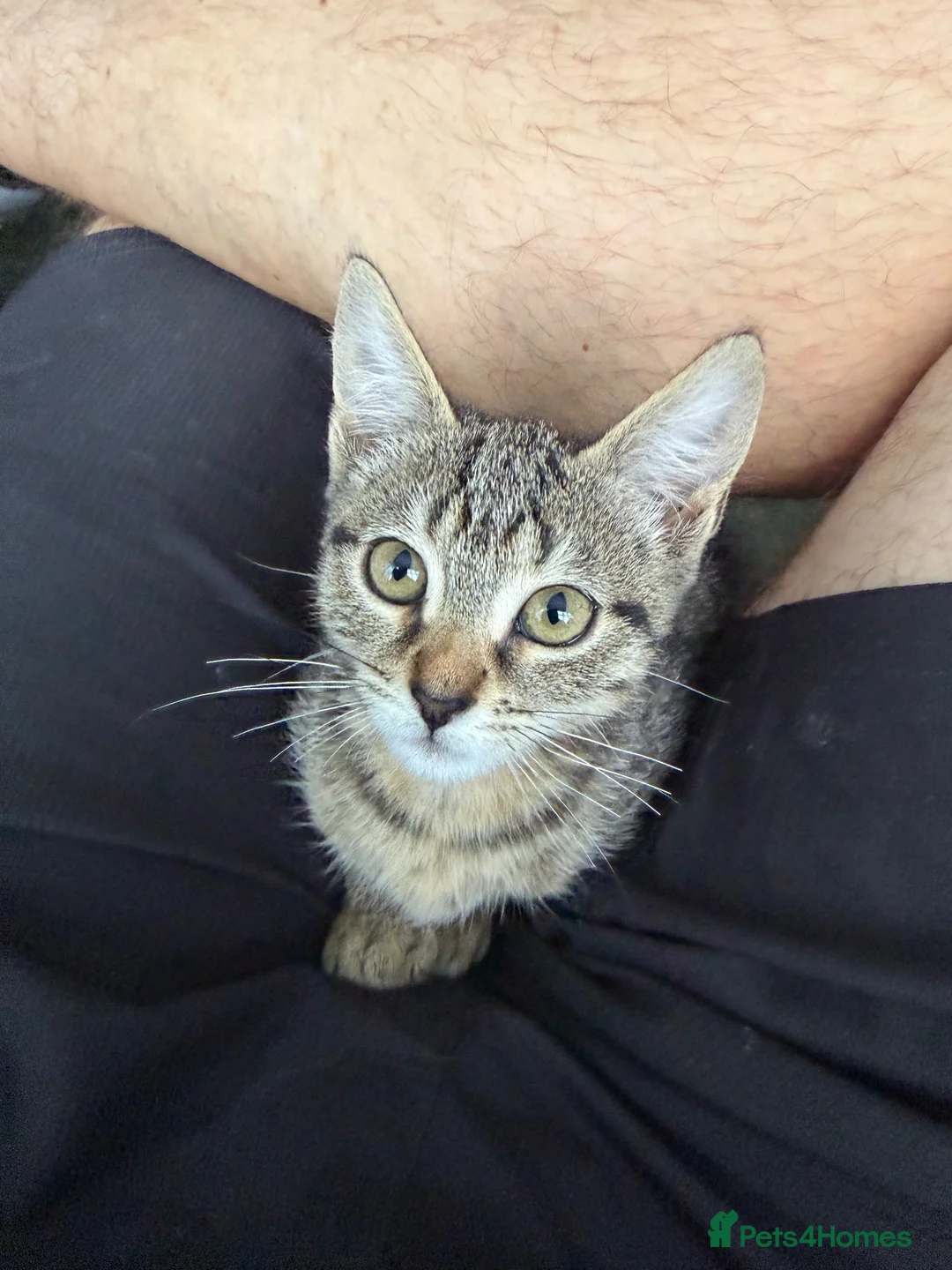 Mixed Breed cats for sale: Kitten - Advert 2