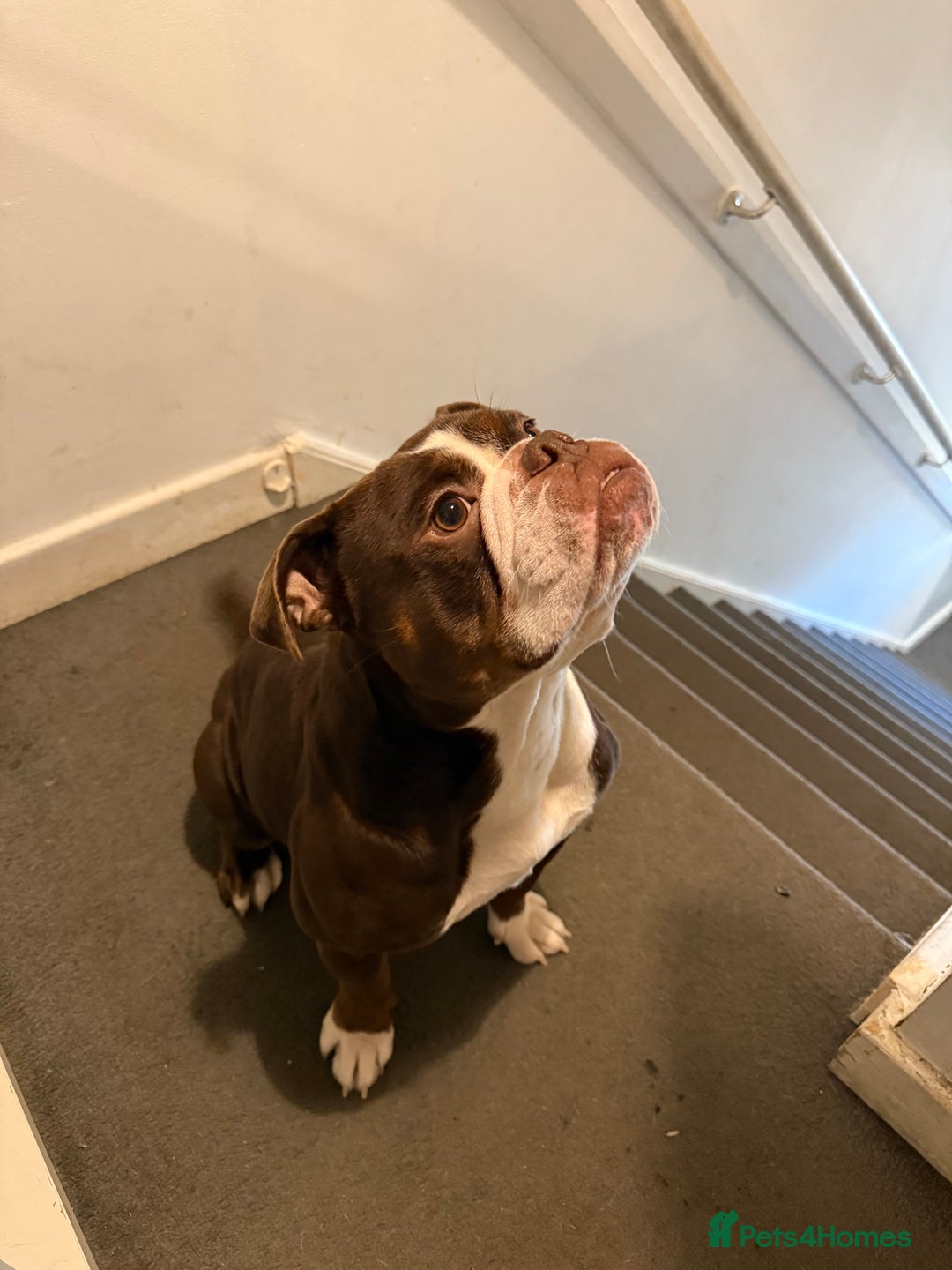 Dorset Olde Tyme Bulldogge dogs for sale: Coco old time English  - Image 4