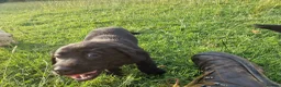 Labrador Retriever dogs for sale: 5 beautiful labrador pups looking forever homes  - Advert 14