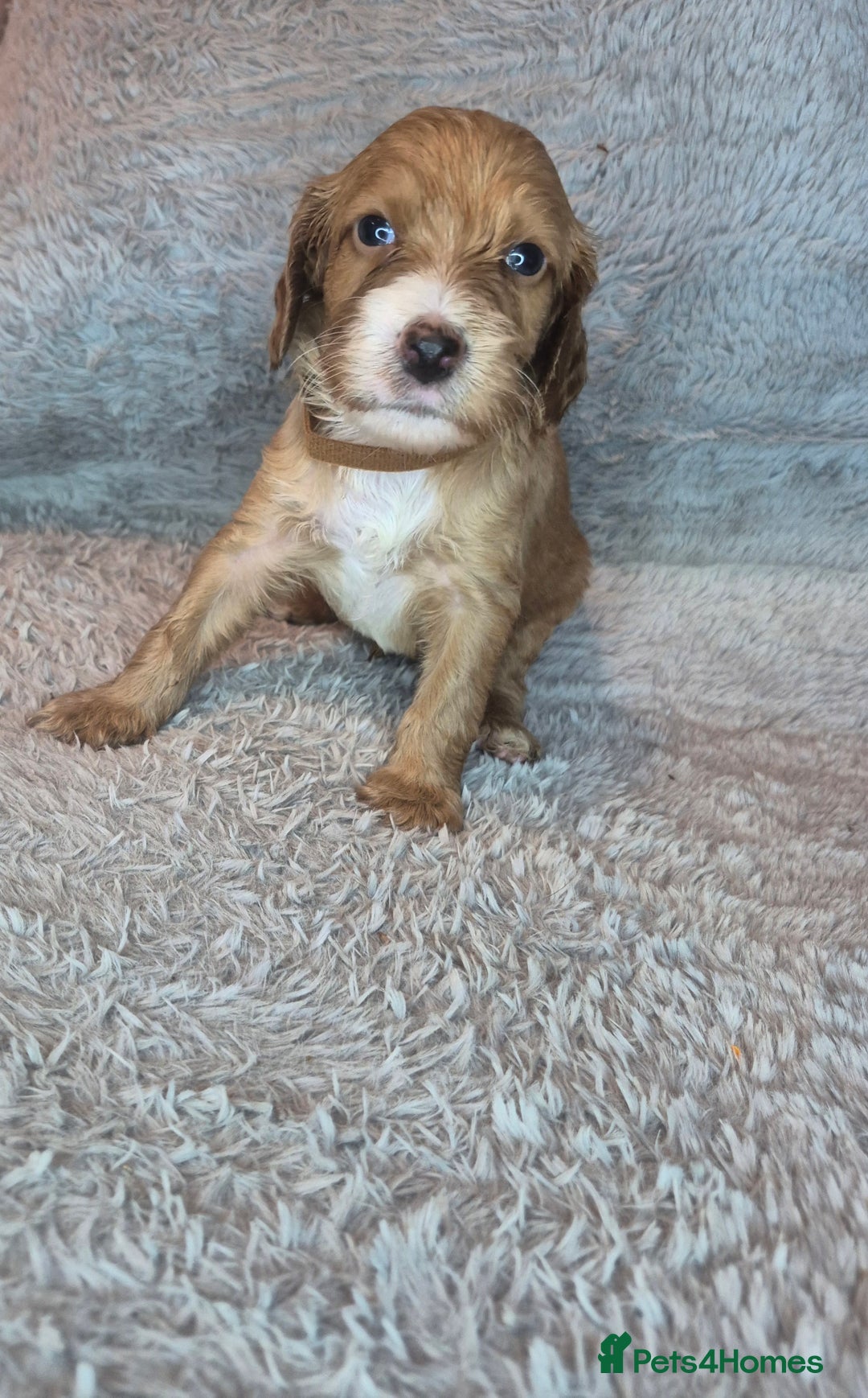 Irish Doodle dogs for sale: Toy Irish Doodle Puppies For Sale  - Image 28