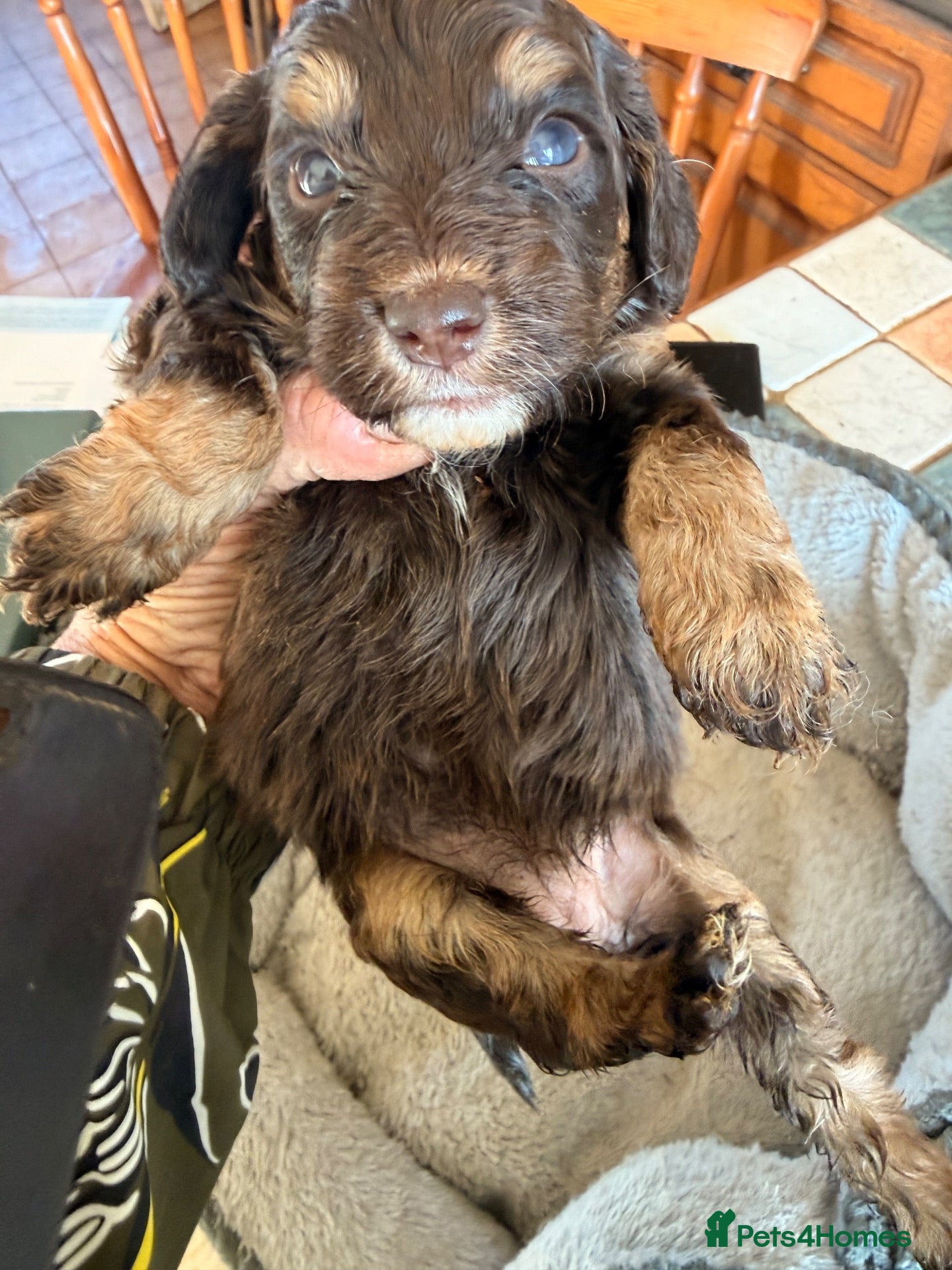 Cockapoo dogs Beautiful choc tan phantom cockapoos  - Advert 2