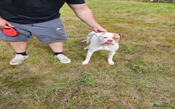 American Bulldog dogs for sale: For sale Johnson American bulldog - Image 2