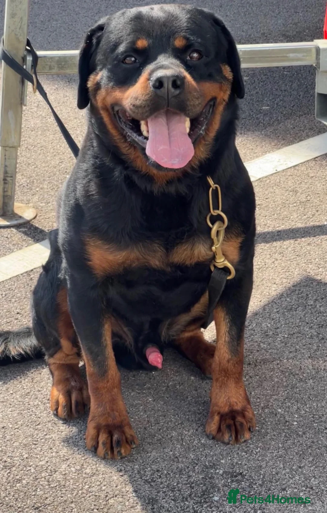 Rottweiler dogs for sale: Pure German Rottweiler Puppies For Sale - Advert 2