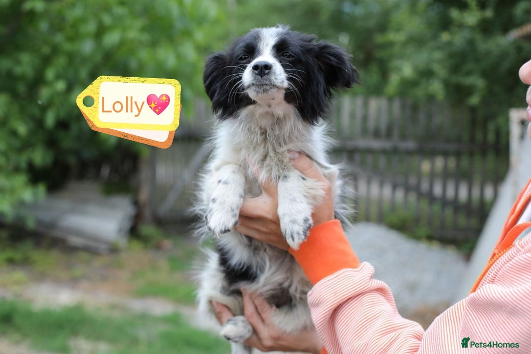 Mixed Breed dogs for adoption: 💖🐶 LOLLY & JOLIE 🐶💖 - Image 5
