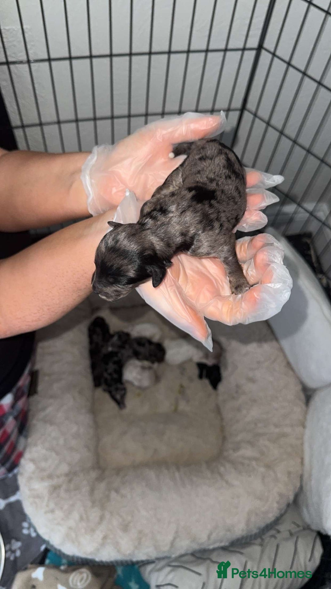 Mixed Breed dogs for sale: Cavapoochon X cockapoo puppies - Image 2