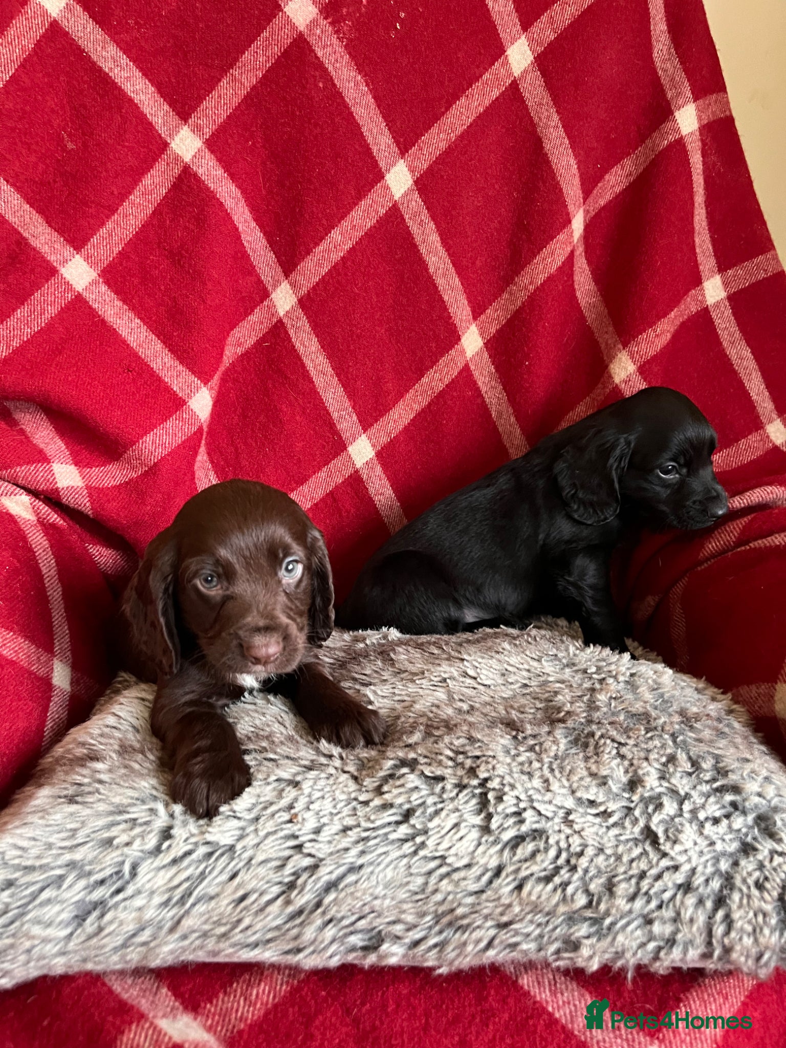 Cocker Spaniel dogs KC Beautiful Cocker Spaniel Pups (working type)  - Advert 2