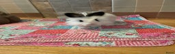Lionhead rabbits for sale: 2 lionhead bunnies to be rehomed - Advert 3