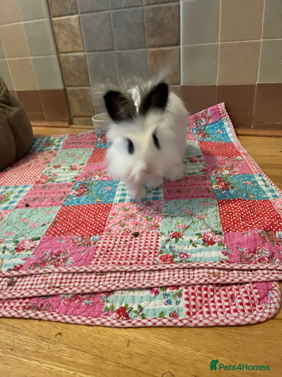 Lionhead rabbits for sale: 2 lionhead bunnies to be rehomed - Advert 3