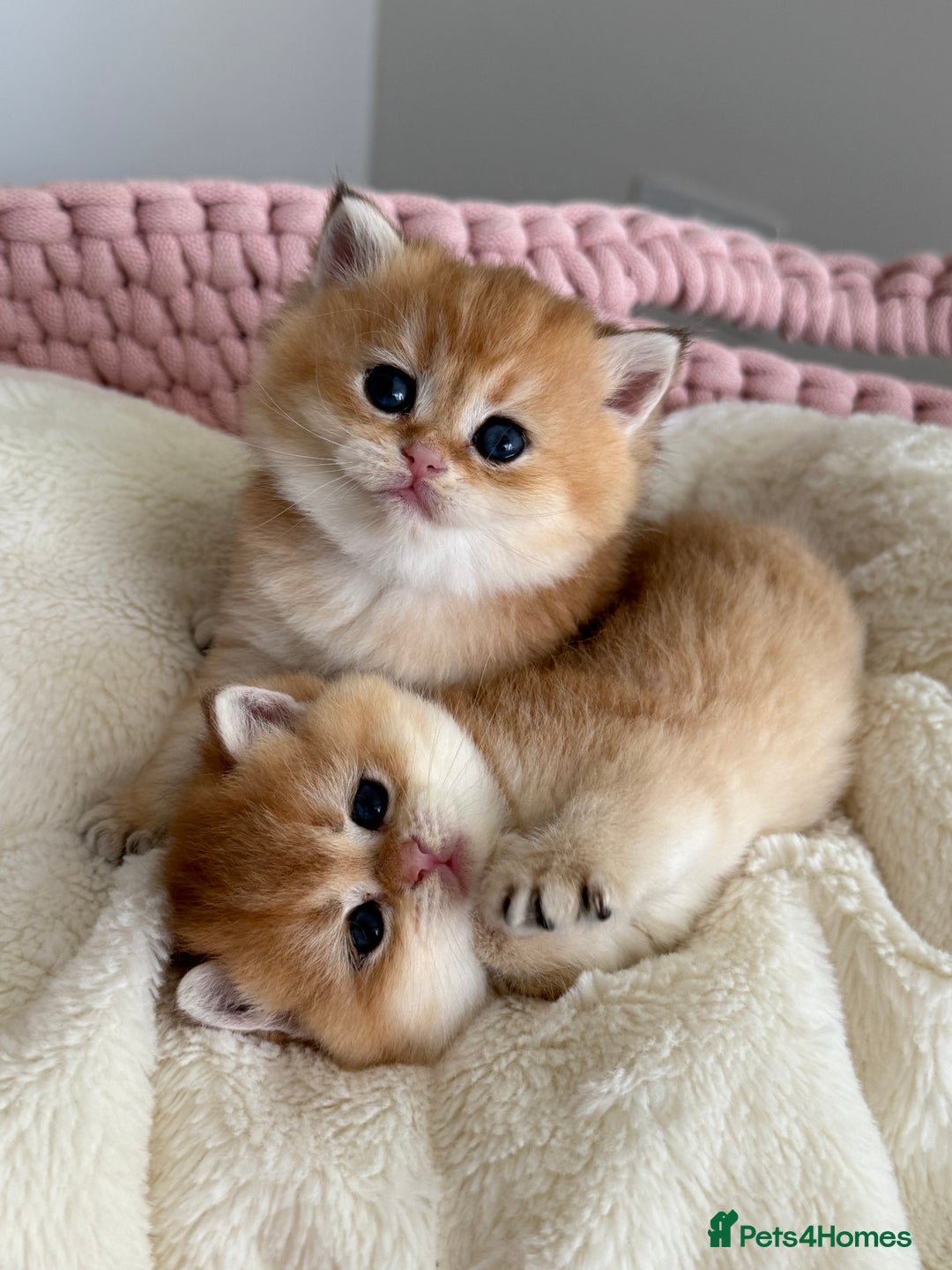 British Shorthair cats for sale: Golden Blue British Shorthair kittens  - Advert 4