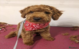 Toy Poodle dogs for sale: Red toy poodle  - Image 2
