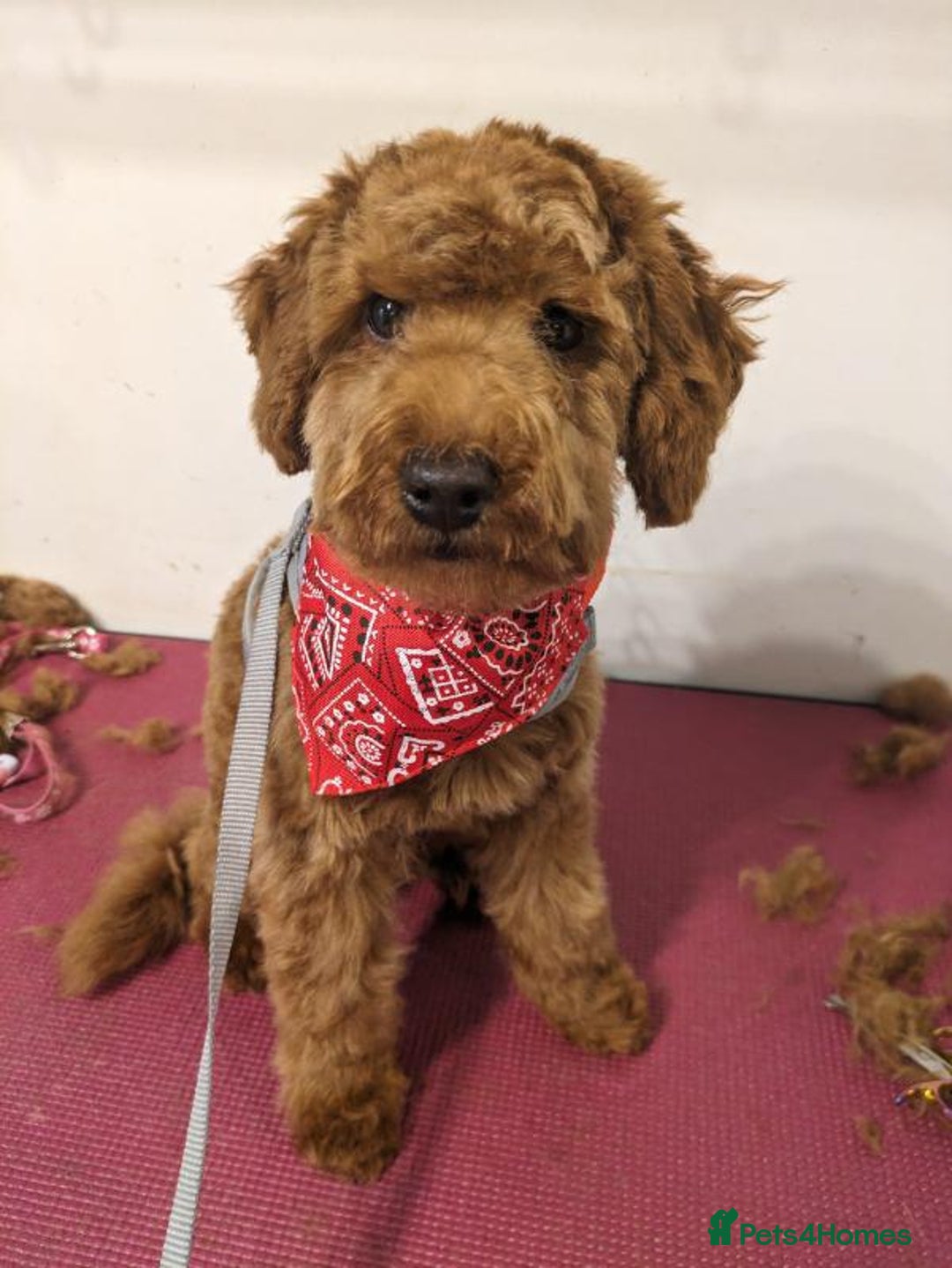 Toy Poodle dogs for sale: Red toy poodle  - Image 2