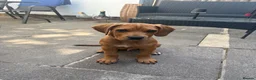 Mixed Breed dogs for sale: Lenny 14 week old cane corso x staffy pup - Advert 5