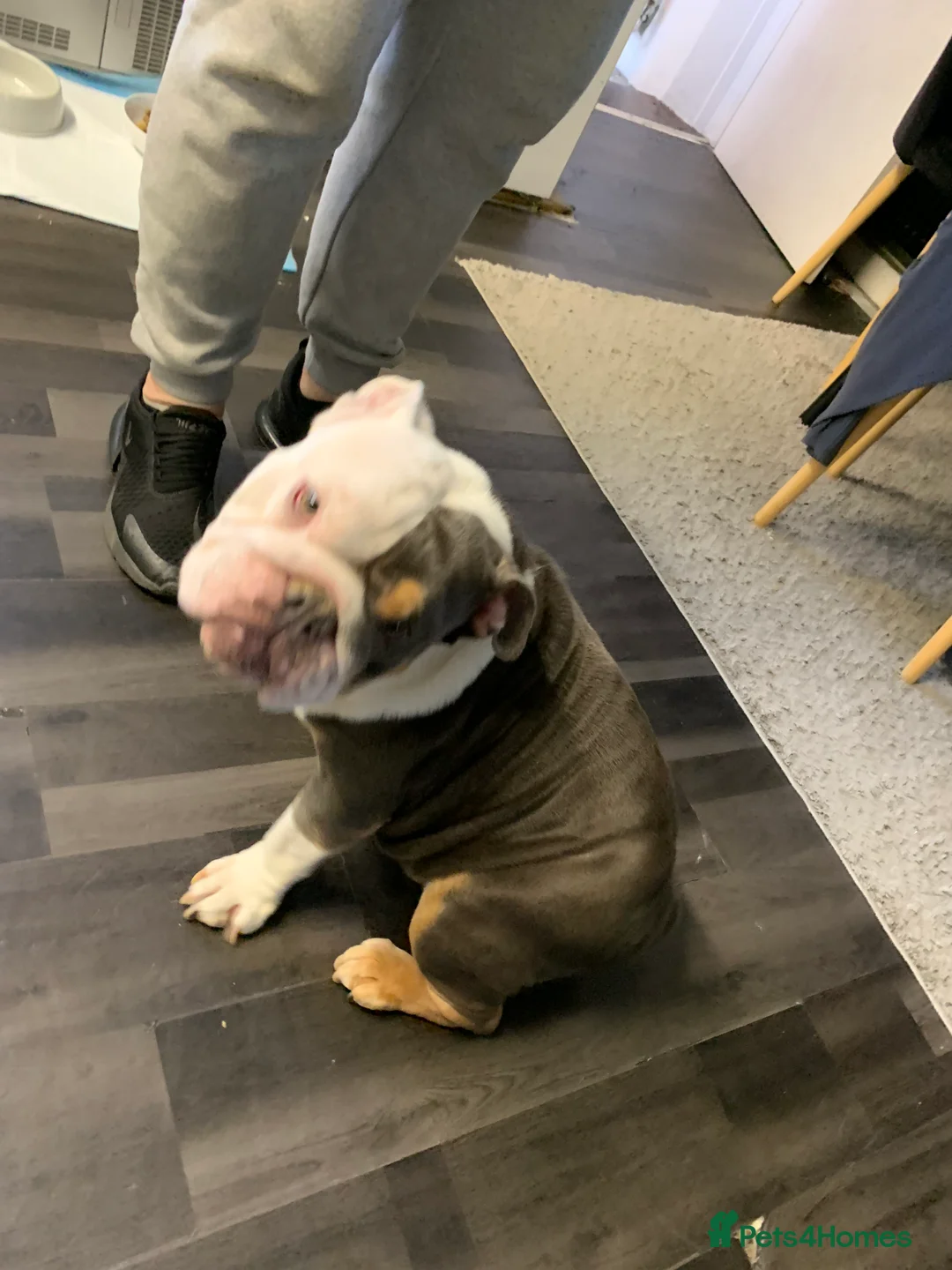 English Bulldog dogs for sale: Beautiful girl  - Advert 7