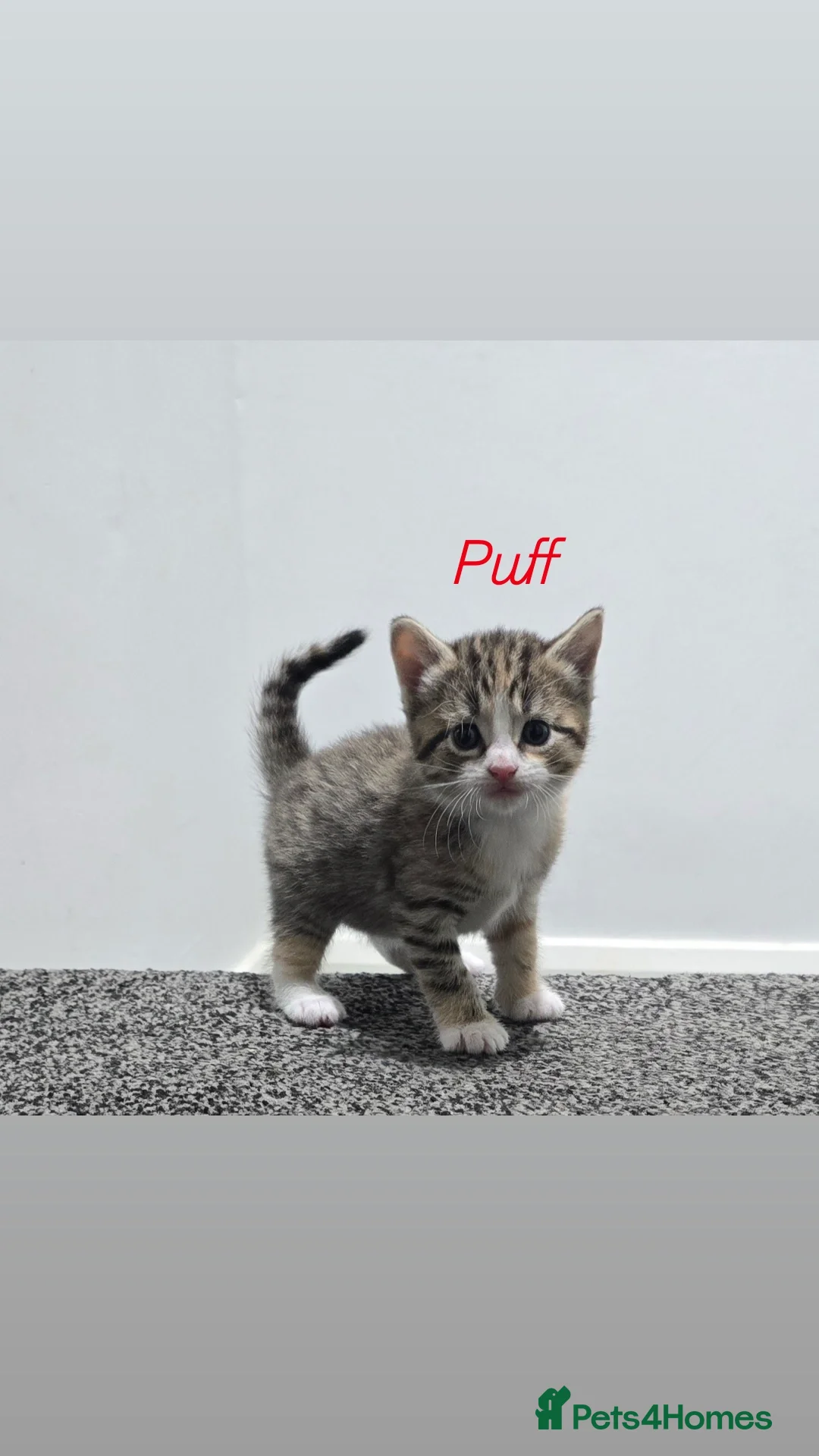 British Shorthair cats for sale: Kittens for sell ❤️4x Girls. 🩵 1x Boys - Advert 2