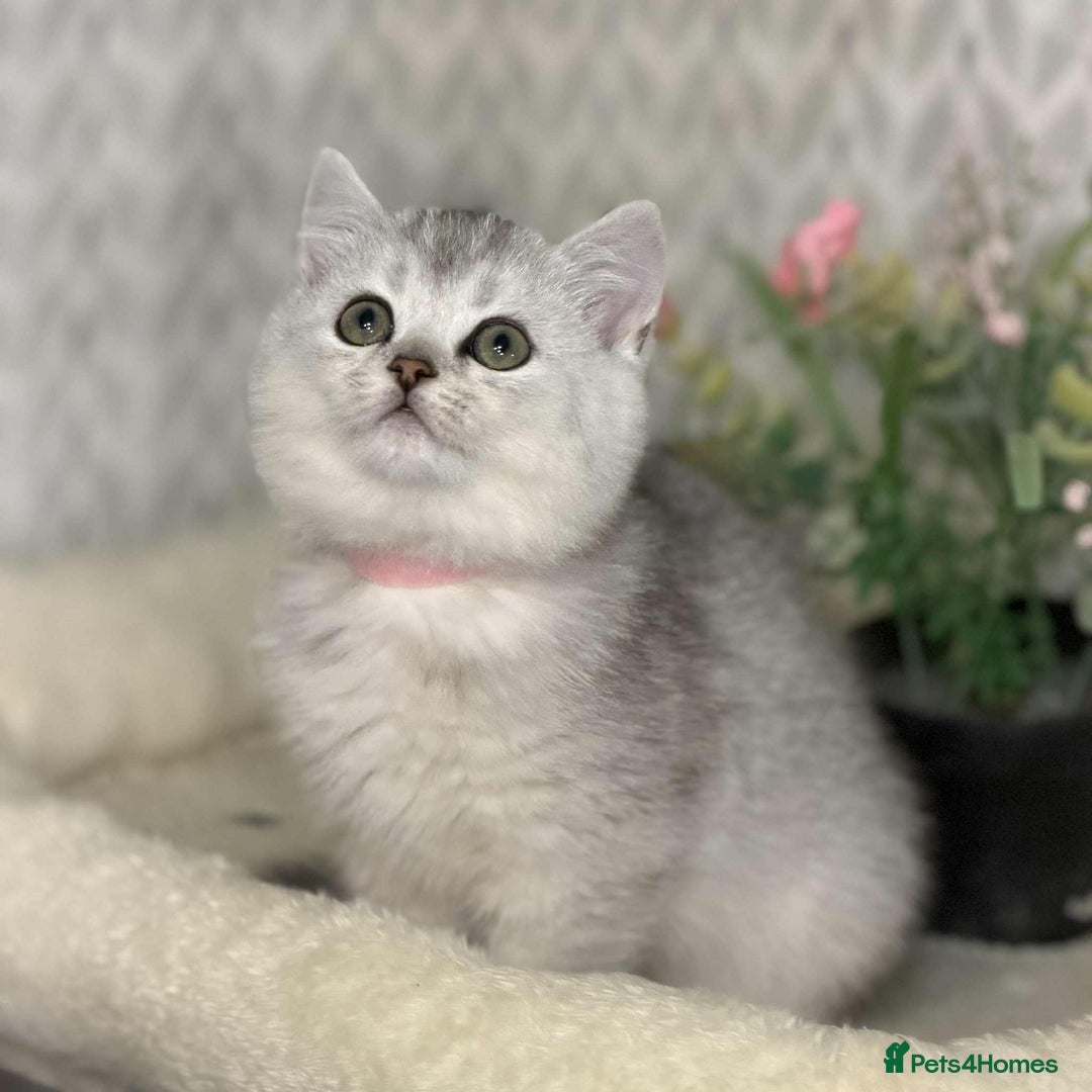 British Shorthair cats for sale: ⭐️Adorable TICA British Short/Long hair girls⭐️ - Advert 4