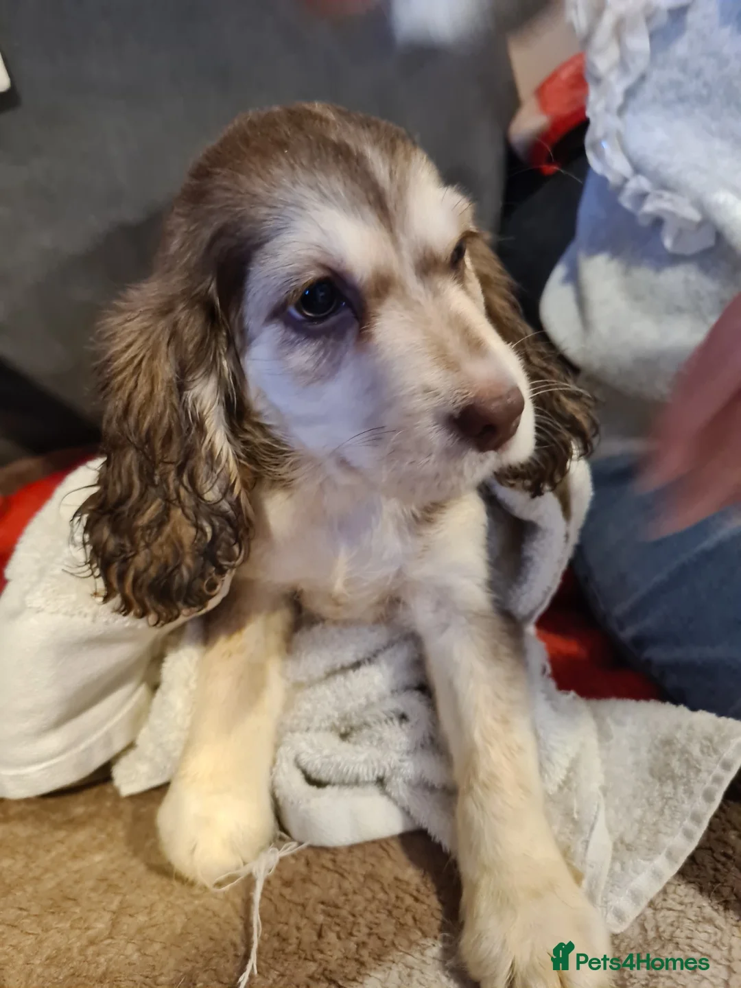 Cocker Spaniel dogs for sale: Cocker spaniel puooys - Advert 12