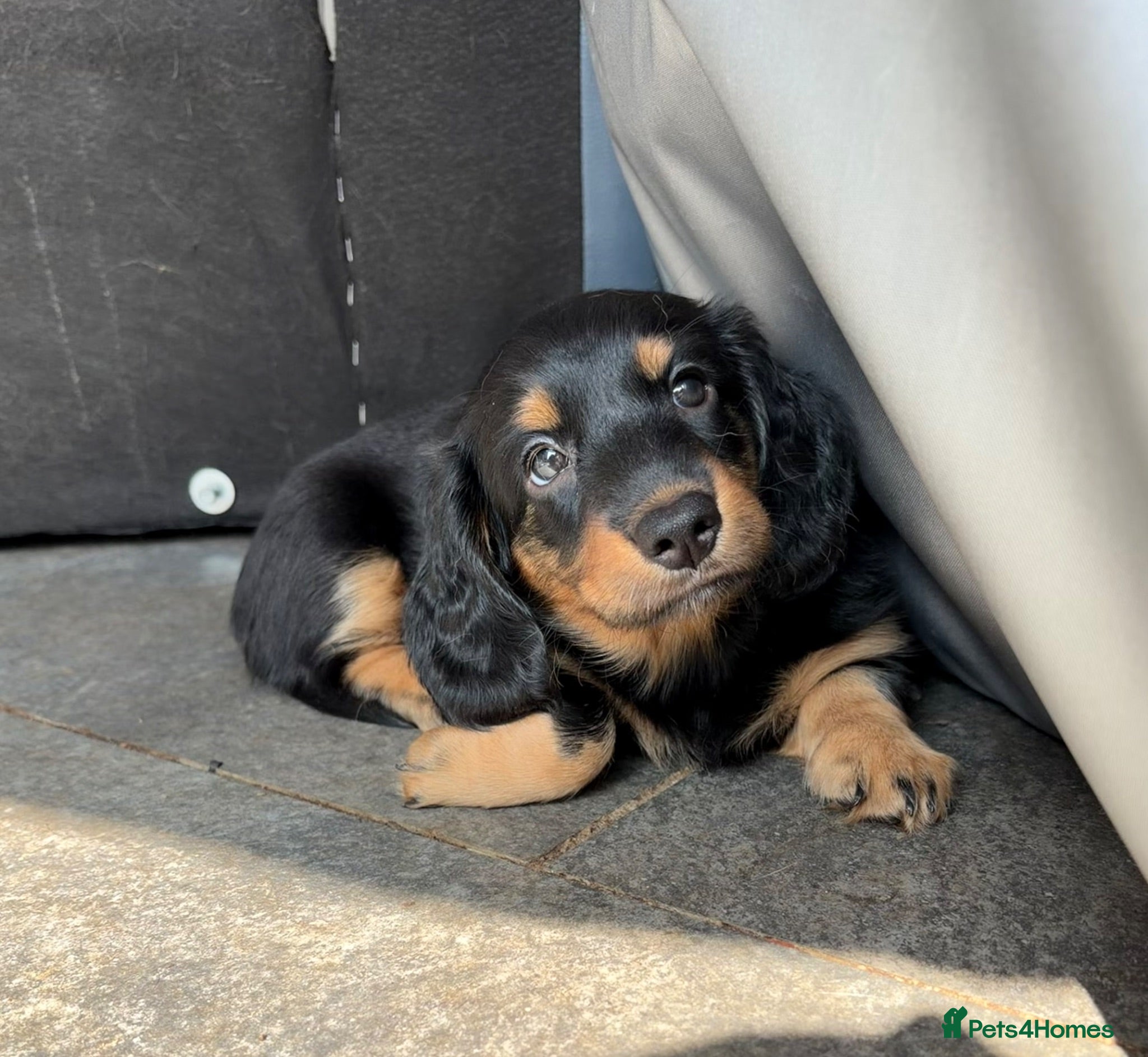 Dachshund dogs kC Reg, Standard Long Haired Dachshunds  - Advert 1