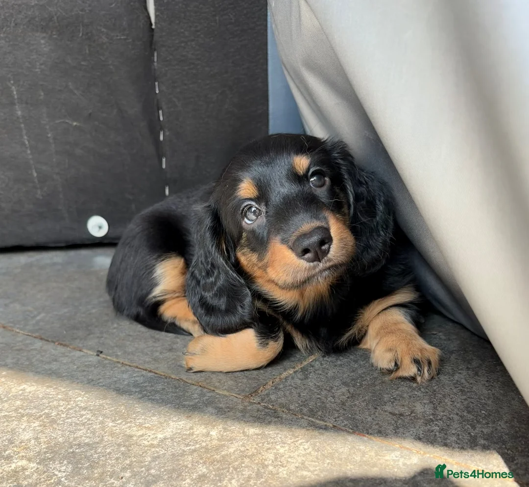 Dachshund dogs for sale: kC Reg, Standard Long Haired Dachshunds  - Advert 1