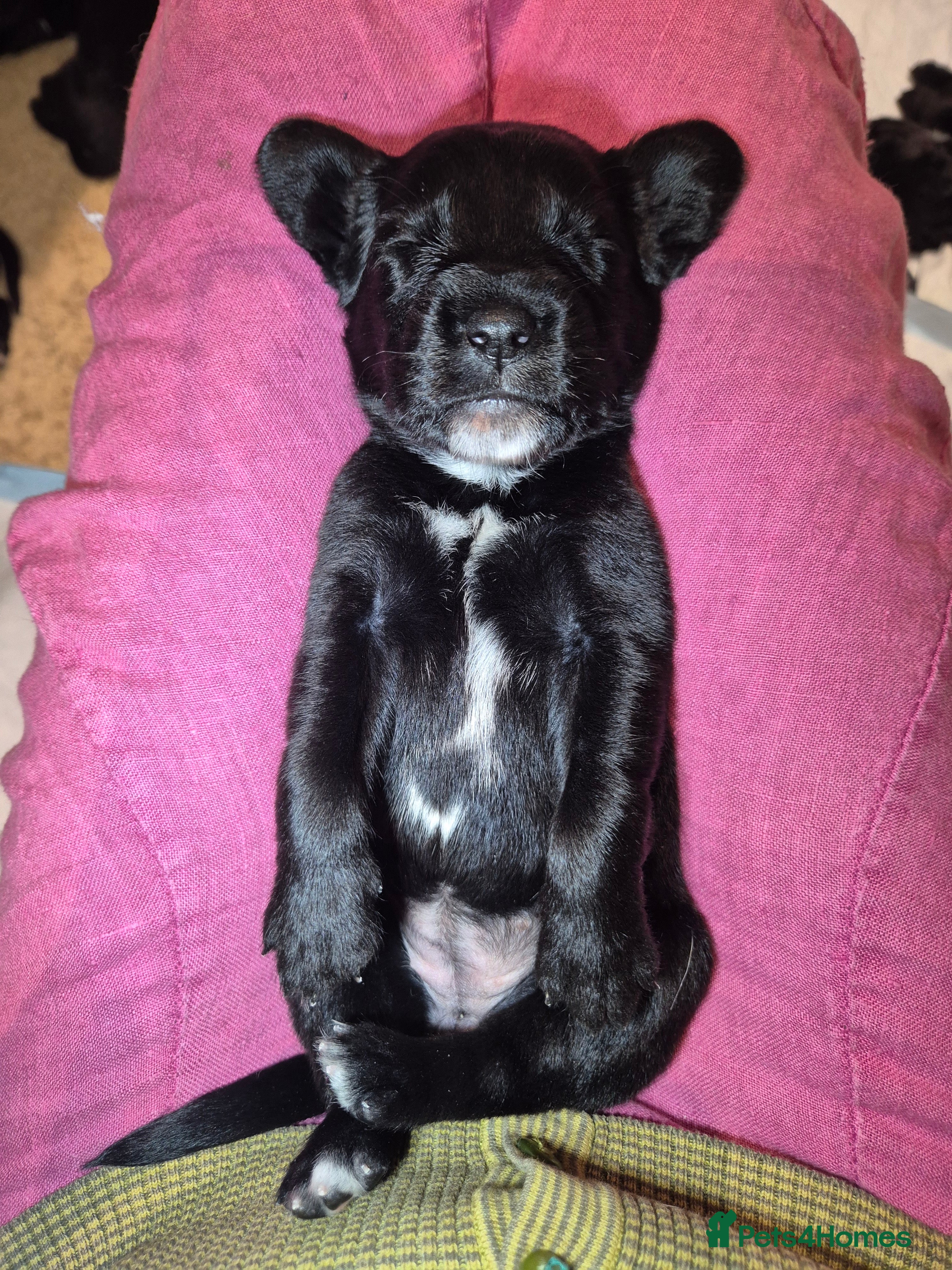 Springador dogs Fabulous Springador Puppies for Sale - Advert 2