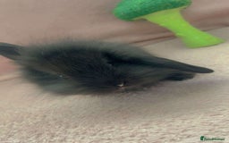 Mini Lion Lop rabbits for sale: Lion dutch lops - Image 7