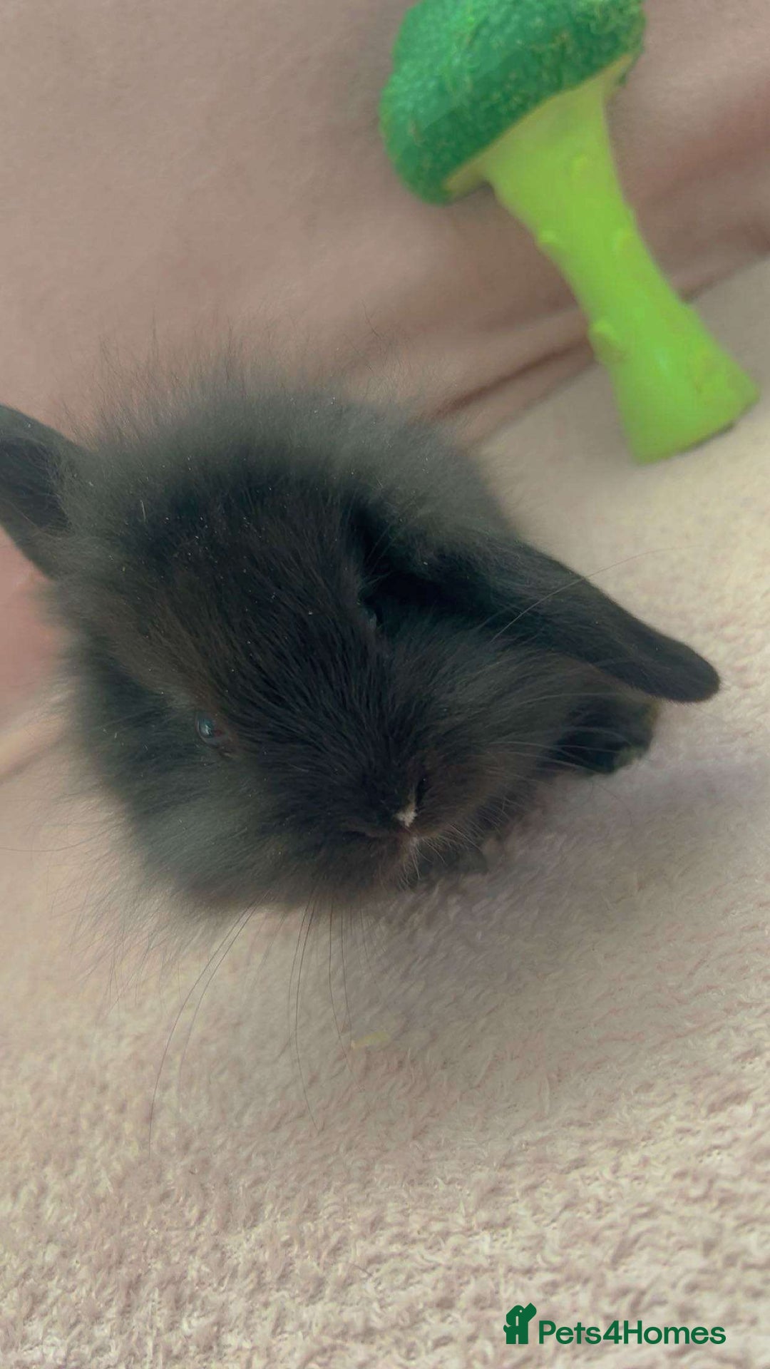 Mini Lion Lop rabbits for sale: Lion dutch lops - Image 7
