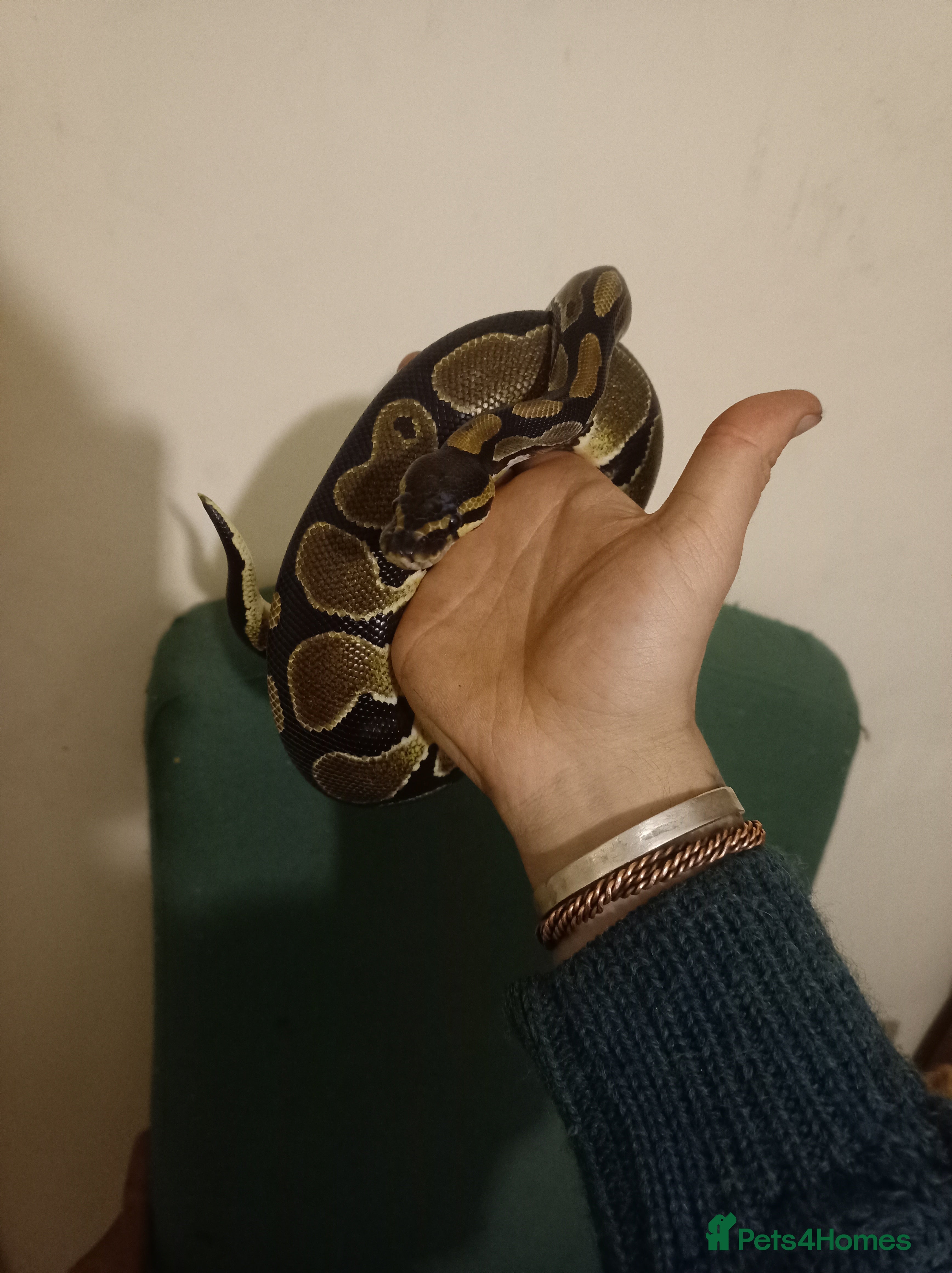 Python Snake reptiles Beautiful royal python for rehoming - Advert 15