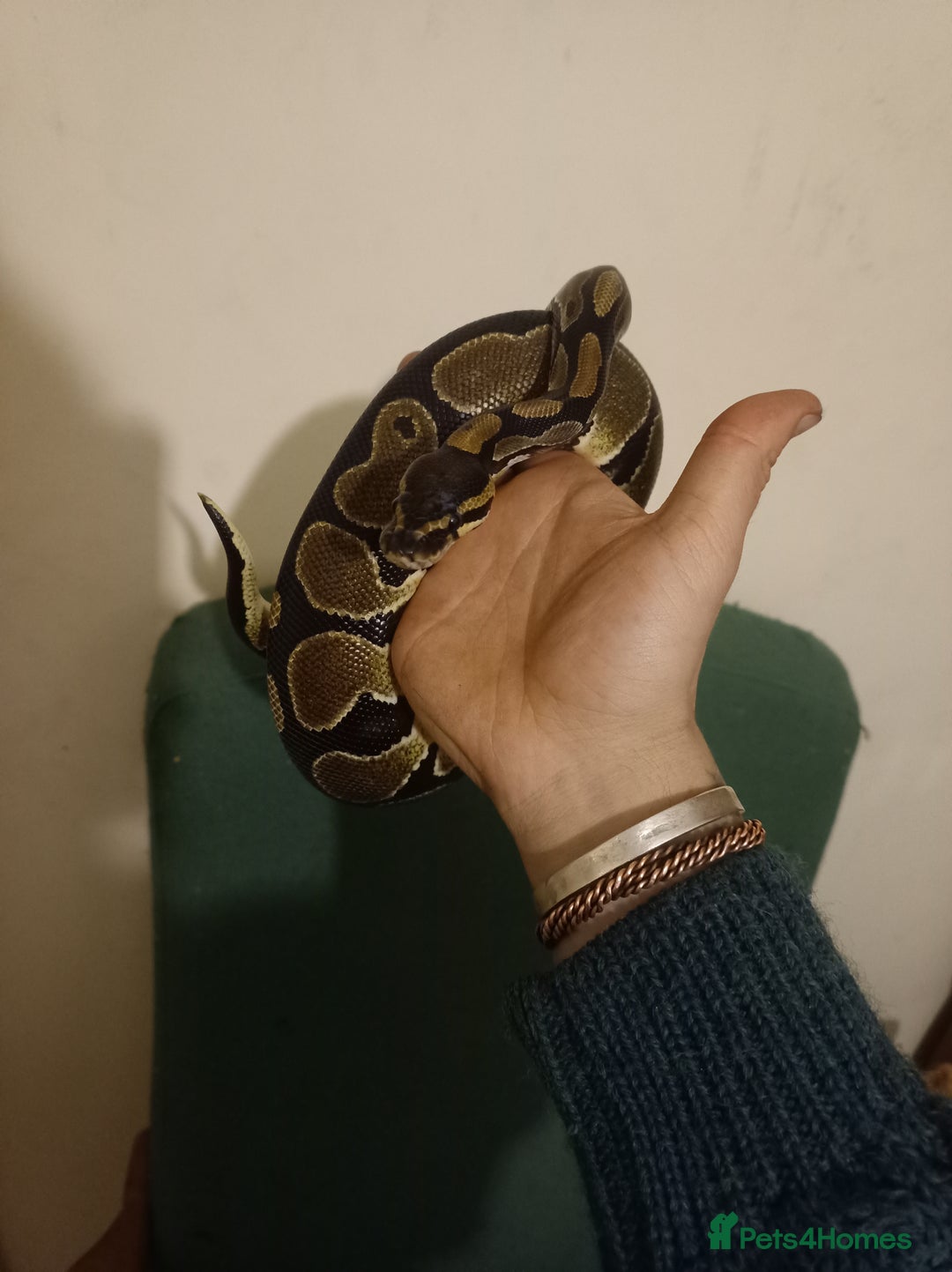 Python Snake reptiles for sale: Beautiful royal python for rehoming - Image 1