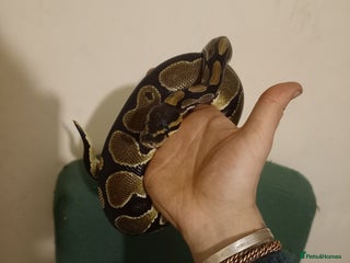 Python Snake reptiles - Advert 21