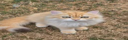 British Longhair cats for sale: British Longhair WCF Champion Kittens ⭐  - Advert 3