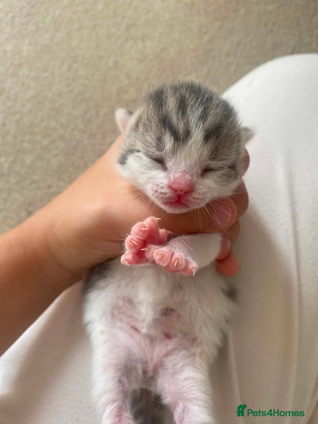 Mixed Breed cats for sale: 5 British shorthair x domestic shorthair kittens in Derby - Advert 2