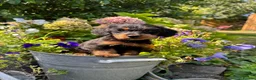 Doxiepoo dogs for sale: Adorable doxipoos  - Advert 3