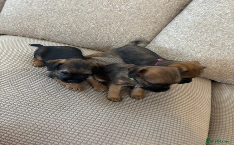 Border Terrier dogs - Advert 1
